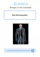 Vorschau - Arbeitsblätter - Nervensystem - KOSTENLOS - Biologie 5. & 6. Klasse - Deckblatt