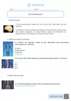Vorschau - Arbeitsblätter - Nervensystem - KOSTENLOS - Biologie 5. & 6. Klasse - Seite 2
