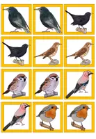 Vorschau - Spiele - Merk es dir! Spiel - Heimische Vögel - Wortschatz im Sachunterricht - Seite 1