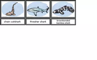 Vorschau - Arbeitsblätter - Sharks - Seite 3