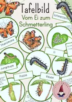 Vorschau - Unterrichtsreihen - Tafelbild: Vom Ei zum Schmetterling/ Die Entwicklung des Schmetterlings - Deckblatt