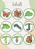 Vorschau - Unterrichtsreihen - Tafelbild: Vom Ei zum Schmetterling/ Die Entwicklung des Schmetterlings - Seite 3