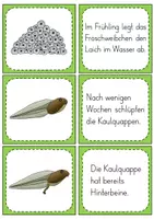 Vorschau - Unterrichtsreihen - Der Frosch - Metamorphose - Lese-Zuordnung - Seite 3