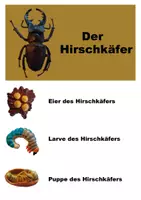 Vorschau - Arbeitsblätter - Lernpaket Grundschulmaterial Hirschkäfer - Seite 1