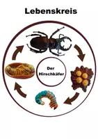 Vorschau - Arbeitsblätter - Lernpaket Grundschulmaterial Hirschkäfer - Seite 3