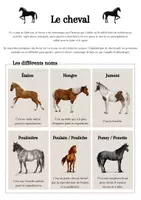 Aperçu - Feuilles d'exercices - Projet sur les chevaux et équitations - Page 1