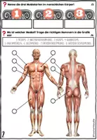 Vorschau - Arbeitsblätter - Die Muskulatur - Der Mensch | Bewegungssystem | Test | Quiz - Arbeitsblätter - Seite 3