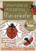 Vorschau - Unterrichtsreihen - Materialpaket Marienkäfer - Tafelmaterial, Bastelvorlagen, Wissenskartei zu Lebenszyklus, Körperbau & Mehr - Seite 1