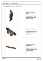 Vorschau - Arbeitsblätter - Lebenszyklus des Schmetterlings – Erstaunliche Metamorphose - Seite 2