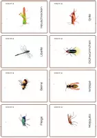 Aperçu - Apprentissages en autonomie - Les insectes en ALLEMAND - Cartes Montessori. - Page 2