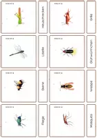 Aperçu - Apprentissages en autonomie - Les insectes en ALLEMAND - Cartes Montessori. - Page 3