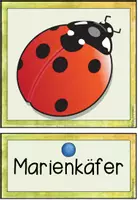 Vorschau - Stationenlernen - Der Marienkäfer - Bild- und Wortkarten - Seite 1