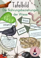 Vorschau - Stundenentwürfe - Tafelbild: Die Nahrungsbeziehungen der Wiese - Deckblatt