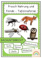 Vorschau - Unterrichtsreihen - Der Frosch - Nahrung und Feinde - Tafelmaterial - Deckblatt