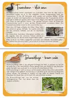 Vorschau - Arbeitsblätter - Australien - Tierwelt - Forscherauftrag - Seite 3