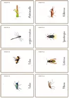 Aperçu - Apprentissages en autonomie - Les insectes en basque - Cartes Montessori/Euskeraz. - Page 1