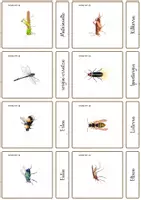 Aperçu - Apprentissages en autonomie - Les insectes en basque - Cartes Montessori/Euskeraz. - Page 2