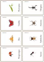 Aperçu - Apprentissages en autonomie - Les insectes en basque - Cartes Montessori/Euskeraz. - Page 3