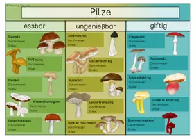 Vorschau - Arbeitsblätter - Pilze - Übersichtsblätter - Seite 1