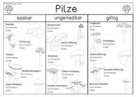 Vorschau - Arbeitsblätter - Pilze - Übersichtsblätter - Seite 2
