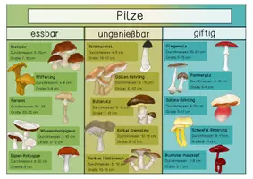 Vorschau - Arbeitsblätter - Pilze - Übersichtsblätter - Seite 3
