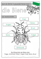 Vorschau - Anderer Materialtyp - Die Biene - Kopiervorlage 1. Klasse - Seite 3