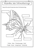 Vorschau - Stundenentwürfe - Unterrichtsreihe Schmetterlinge - Arbeitsblätter, Bastelanleitungen Schmetterling & Vorwissen - Seite 3