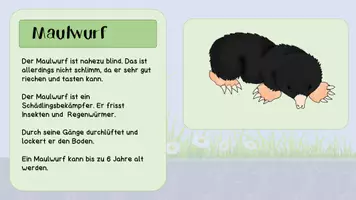 Vorschau - Poster - Wissenskarten Tiere der Wiese zum ausdrucken - Seite 2