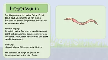 Vorschau - Poster - Wissenskarten Tiere der Wiese zum ausdrucken - Seite 3