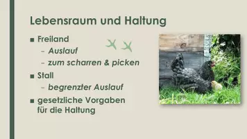 Vorschau - Präsentationen/Tafelbilder - Das Huhn (Präsentation und H5P) - Seite 3