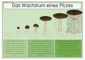 Vorschau - Arbeitsblätter - Pilze- Informationstafel/ Sammlung von Übersichtsblätter - Seite 1