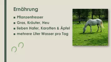 Vorschau - Präsentationen/Tafelbilder - Pferd (Präsentation und H5P) - Seite 3
