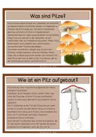 Vorschau - Text - Pilze - Wissenskarten 2 - Seite 2