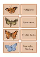 Vorschau - Spiele - Paare Finden Schmetterlingsarten - Seite 3
