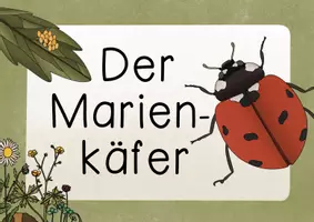 Vorschau - Poster - Poster Marienkäfer - Reihenposter kostenlos downloaden - Klassenzimmer Deko Marienkäfer - Seite 1