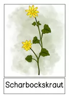 Vorschau - Poster - Wiesenpflanzen- Tafelmaterial-Pflanzen der Wiese - Seite 3
