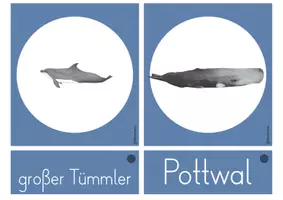 Vorschau - Bildkarten - Wort- & Bildkarten Wale - Seite 1