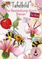 Vorschau - Stundenentwürfe - Tafelbild/ Legebild: Die Bestäubung durch Bienen - Deckblatt