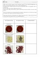 Vorschau - Stundenentwürfe - Nährstoffnachweis Lehrprobe (Entwurf) - Proteine, Kohlenhydrate, Fette - Seite 2