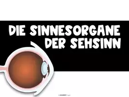 Vorschau - Stundenentwürfe - ⭐ Der Mensch — Komplettes Unterrichtssystem Biologie Sek I - Seite 2