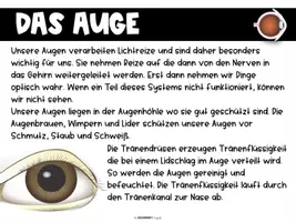 Vorschau - Stundenentwürfe - ⭐ Der Mensch — Komplettes Unterrichtssystem Biologie Sek I - Seite 3