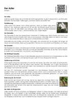 Vorschau - Arbeitsblätter - Der Adler - Arbeitsblatt (Infotext- und Übungen) - Deckblatt
