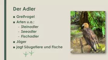 Vorschau - Präsentationen/Tafelbilder - Der Adler (Präsentation und H5P) - Seite 1