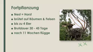 Vorschau - Präsentationen/Tafelbilder - Der Adler (Präsentation und H5P) - Seite 2