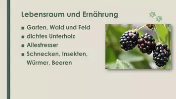 Vorschau - Präsentationen/Tafelbilder - Der Igel (Präsentation) - Seite 2