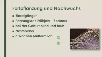 Vorschau - Präsentationen/Tafelbilder - Der Igel (Präsentation) - Seite 3