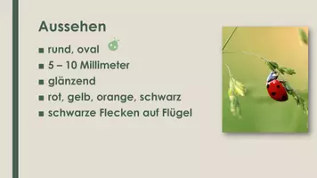 Vorschau - Präsentationen/Tafelbilder - Der Marienkäfer (Präsentation und H5P) - Seite 1