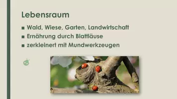 Vorschau - Präsentationen/Tafelbilder - Der Marienkäfer (Präsentation und H5P) - Seite 3