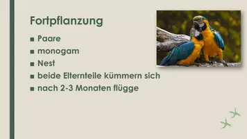 Vorschau - Präsentationen/Tafelbilder - Der Papagei (Präsentation und H5P) - Seite 3