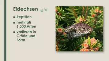 Vorschau - Präsentationen/Tafelbilder - Die Eidechse (Präsentation und H5P) - Seite 1